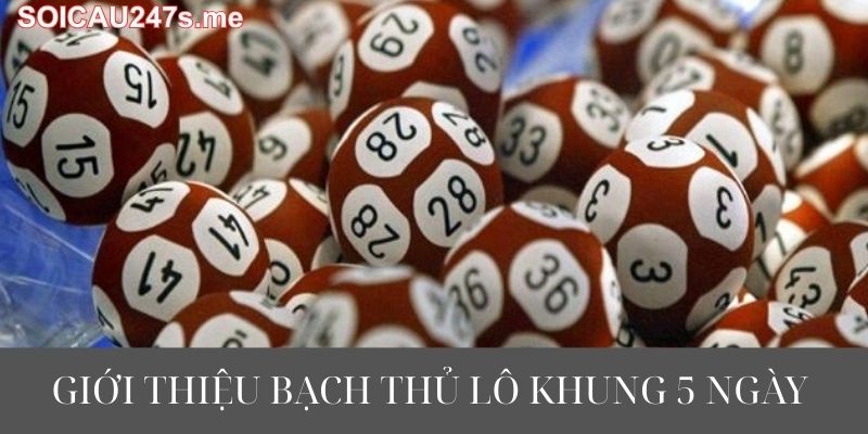 gioi-thieu-bach-thu-lo-khung-5-ngay.jpg