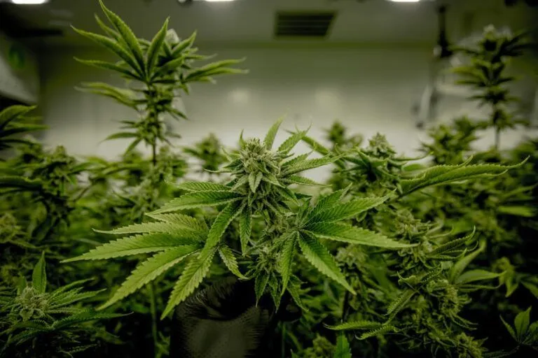 order cannabis seeds online (1).jpg